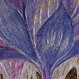 Bulbucodium vernum, Lichtblume, Fleur de Lumière